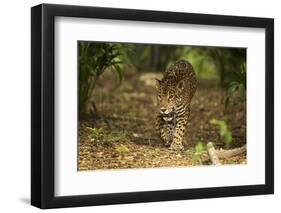 Mexico, Panthera Onca, Jaguar Walking in Forest-David Slater-Framed Photographic Print