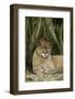 Mexico. Puma Concolor, Puma in Montane Tropical Forest-David Slater-Framed Photographic Print