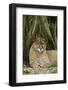 Mexico. Puma Concolor, Puma in Montane Tropical Forest-David Slater-Framed Photographic Print