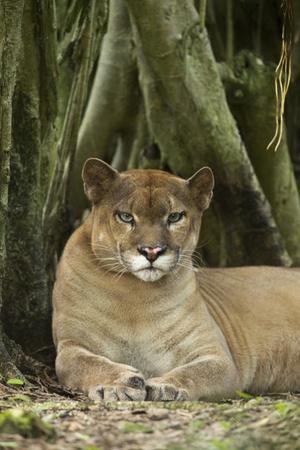 puma mexico