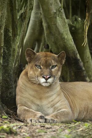 Mexico. Puma Concolor, Puma in Montane Tropical Forest' Photographic Print  - David Slater | AllPosters.com