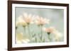 Mexico, Rancho La Puerta. Blooming Desert Flowers-Jaynes Gallery-Framed Photographic Print