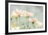 Mexico, Rancho La Puerta. Blooming Desert Flowers-Jaynes Gallery-Framed Photographic Print