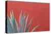 Mexico, San Miguel De Allende. Agave Plant Next to Colorful Wall-Jaynes Gallery-Stretched Canvas