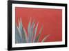 Mexico, San Miguel De Allende. Agave Plant Next to Colorful Wall-Jaynes Gallery-Framed Photographic Print