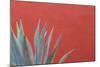 Mexico, San Miguel De Allende. Agave Plant Next to Colorful Wall-Jaynes Gallery-Mounted Photographic Print