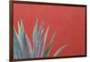 Mexico, San Miguel De Allende. Agave Plant Next to Colorful Wall-Jaynes Gallery-Framed Photographic Print