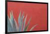 Mexico, San Miguel De Allende. Agave Plant Next to Colorful Wall-Jaynes Gallery-Framed Photographic Print