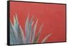 Mexico, San Miguel De Allende. Agave Plant Next to Colorful Wall-Jaynes Gallery-Framed Stretched Canvas