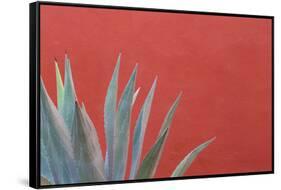 Mexico, San Miguel De Allende. Agave Plant Next to Colorful Wall-Jaynes Gallery-Framed Stretched Canvas