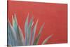 Mexico, San Miguel De Allende. Agave Plant Next to Colorful Wall-Jaynes Gallery-Stretched Canvas