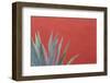 Mexico, San Miguel De Allende. Agave Plant Next to Colorful Wall-Jaynes Gallery-Framed Photographic Print