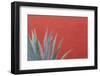 Mexico, San Miguel De Allende. Agave Plant Next to Colorful Wall-Jaynes Gallery-Framed Photographic Print