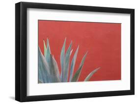 Mexico, San Miguel De Allende. Agave Plant Next to Colorful Wall-Jaynes Gallery-Framed Photographic Print