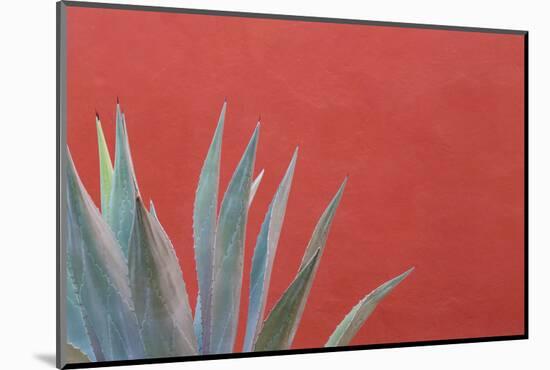 Mexico, San Miguel De Allende. Agave Plant Next to Colorful Wall-Jaynes Gallery-Mounted Photographic Print