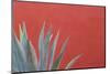 Mexico, San Miguel De Allende. Agave Plant Next to Colorful Wall-Jaynes Gallery-Mounted Photographic Print