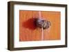 Mexico, San Miguel de Allende. Cupped hands fountain.-Don Paulson-Framed Photographic Print