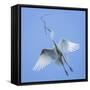 Mexico, San Miguel De Allende. Great Egret with Nesting Material-Jaynes Gallery-Framed Stretched Canvas