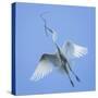 Mexico, San Miguel De Allende. Great Egret with Nesting Material-Jaynes Gallery-Stretched Canvas
