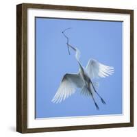 Mexico, San Miguel De Allende. Great Egret with Nesting Material-Jaynes Gallery-Framed Photographic Print