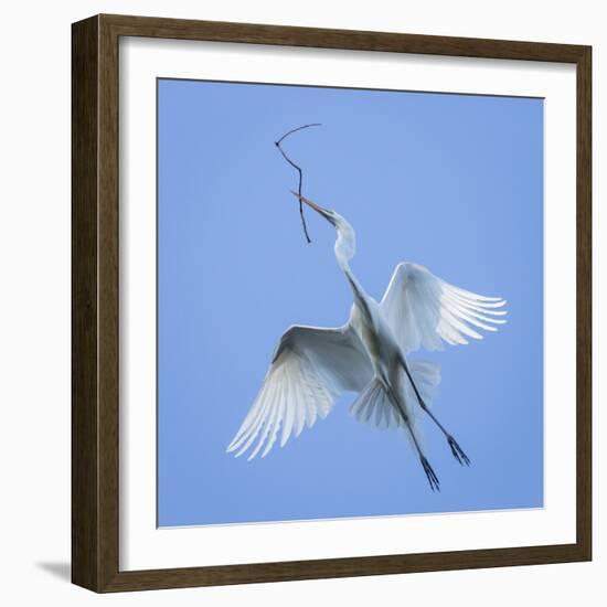 Mexico, San Miguel De Allende. Great Egret with Nesting Material-Jaynes Gallery-Framed Photographic Print