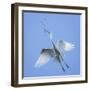 Mexico, San Miguel De Allende. Great Egret with Nesting Material-Jaynes Gallery-Framed Photographic Print