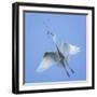 Mexico, San Miguel De Allende. Great Egret with Nesting Material-Jaynes Gallery-Framed Photographic Print