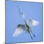 Mexico, San Miguel De Allende. Great Egret with Nesting Material-Jaynes Gallery-Mounted Photographic Print