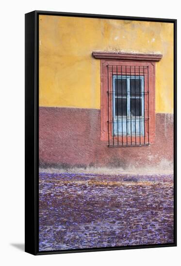 Mexico, San Miguel de Allende. Jacaranda blossoms carpet the cobblestones-Brenda Tharp-Framed Stretched Canvas