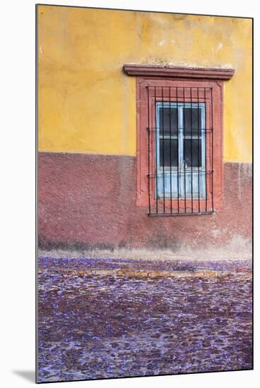 Mexico, San Miguel de Allende. Jacaranda blossoms carpet the cobblestones-Brenda Tharp-Mounted Photographic Print