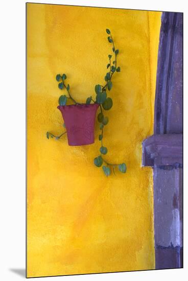 Mexico, San Miguel De Allende. Planted Pot on Wall-Jaynes Gallery-Mounted Premium Photographic Print