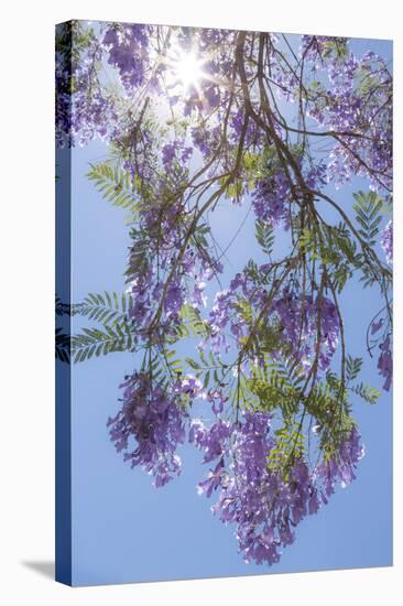 Mexico, San Miguel De Allende. Sunburst Through Jacaranda Tree-Jaynes Gallery-Stretched Canvas