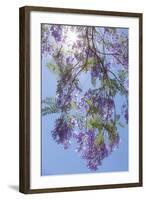 Mexico, San Miguel De Allende. Sunburst Through Jacaranda Tree-Jaynes Gallery-Framed Photographic Print