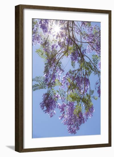 Mexico, San Miguel De Allende. Sunburst Through Jacaranda Tree-Jaynes Gallery-Framed Photographic Print