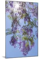 Mexico, San Miguel De Allende. Sunburst Through Jacaranda Tree-Jaynes Gallery-Mounted Photographic Print