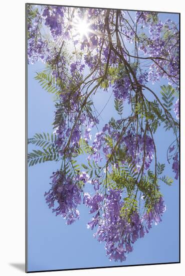 Mexico, San Miguel De Allende. Sunburst Through Jacaranda Tree-Jaynes Gallery-Mounted Photographic Print