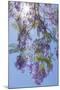 Mexico, San Miguel De Allende. Sunburst Through Jacaranda Tree-Jaynes Gallery-Mounted Photographic Print