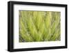 Mexico, San Miguel De Allende. Yucca Plant Close-Up-Jaynes Gallery-Framed Photographic Print