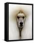 Mexico World Dog Show 2007-Eduardo Verdugo-Framed Stretched Canvas