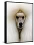 Mexico World Dog Show 2007-Eduardo Verdugo-Framed Stretched Canvas