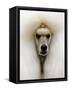 Mexico World Dog Show 2007-Eduardo Verdugo-Framed Stretched Canvas