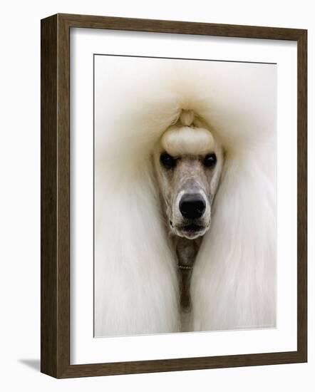 Mexico World Dog Show 2007-Eduardo Verdugo-Framed Photographic Print