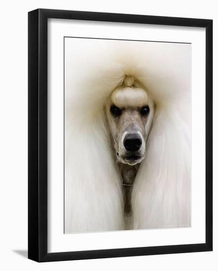 Mexico World Dog Show 2007-Eduardo Verdugo-Framed Photographic Print