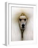 Mexico World Dog Show 2007-Eduardo Verdugo-Framed Photographic Print