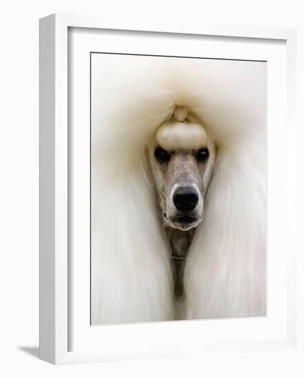 Mexico World Dog Show 2007-Eduardo Verdugo-Framed Photographic Print