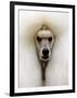 Mexico World Dog Show 2007-Eduardo Verdugo-Framed Photographic Print