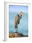 Mexico, Yucatan. Great Blue Heron, Ardea Herodias, Standing on Coastal Rocks in Warm Light-David Slater-Framed Photographic Print