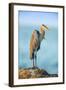 Mexico, Yucatan. Great Blue Heron, Ardea Herodias, Standing on Coastal Rocks in Warm Light-David Slater-Framed Photographic Print