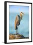 Mexico, Yucatan. Great Blue Heron, Ardea Herodias, Standing on Coastal Rocks in Warm Light-David Slater-Framed Photographic Print