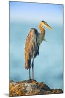 Mexico, Yucatan. Great Blue Heron, Ardea Herodias, Standing on Coastal Rocks in Warm Light-David Slater-Mounted Photographic Print